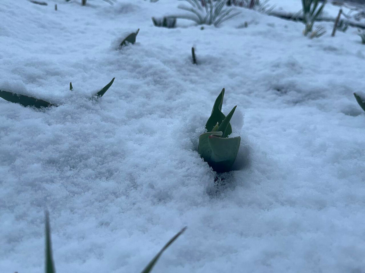    Цветы под снегом фотографируют жители посёлка КарелииПодписчик "Фактор News"