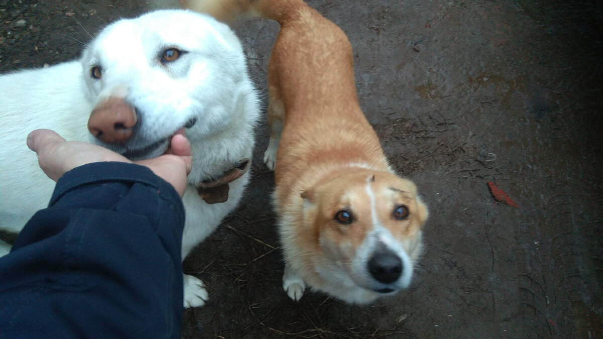 Хвостатые радуются встрече с хозяином.