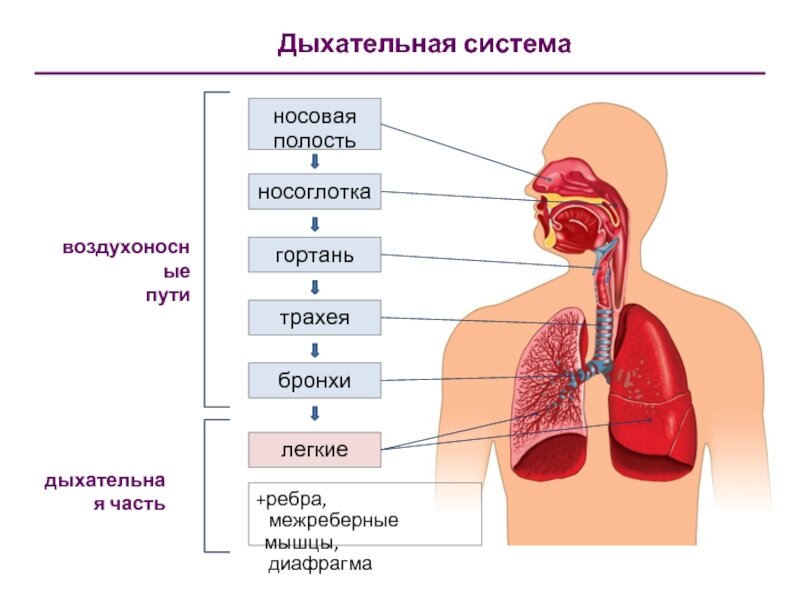 При вдохе воздух проходит через. Воздухоносные пути дыхательной системы. Правильная схема дыхательной системы человека. Органы дыхательной системы последовательно. Дыхательная система газообмен.