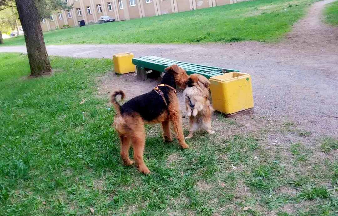 Фото к мини-курсу "Стресс в груминге собак и кошек"