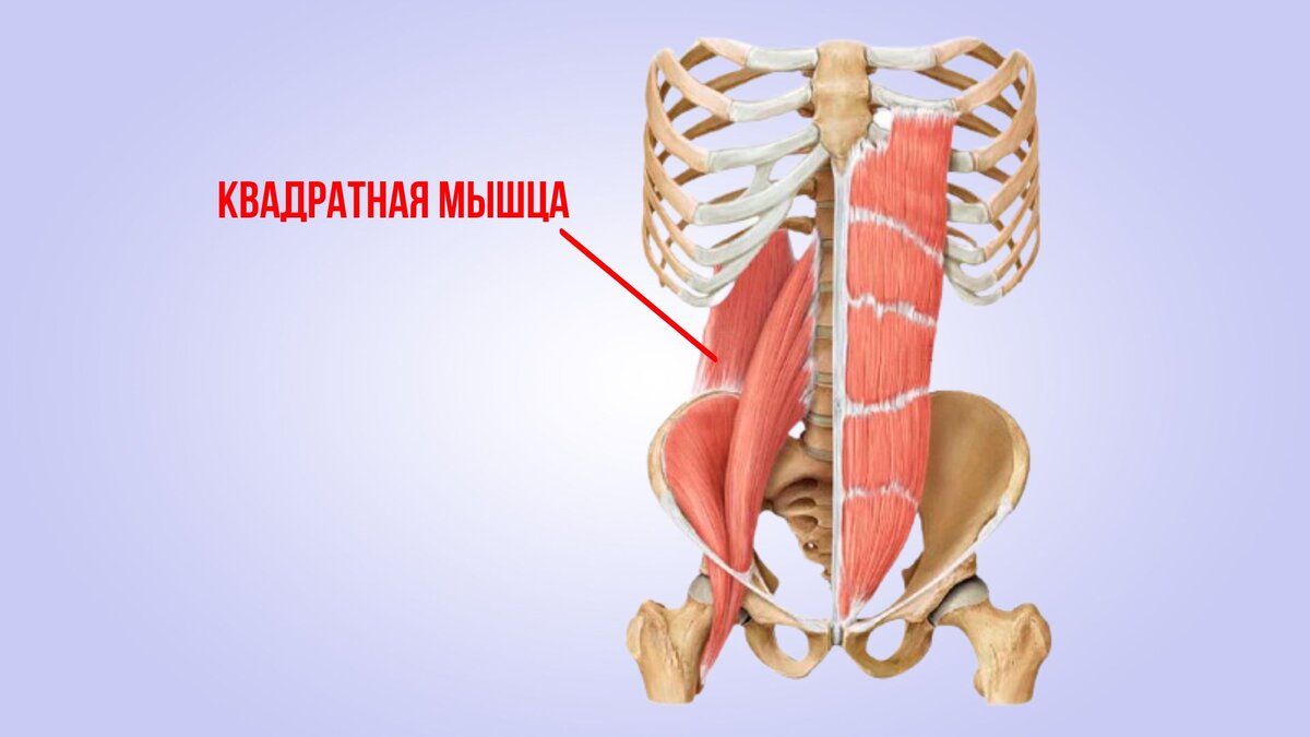 квадратная поясничная мышца функции. спазм квадратной мышцы. спазм квадратной мышцы. синдром квадратной мышцы поясницы. квадратус люмборум анатомия.