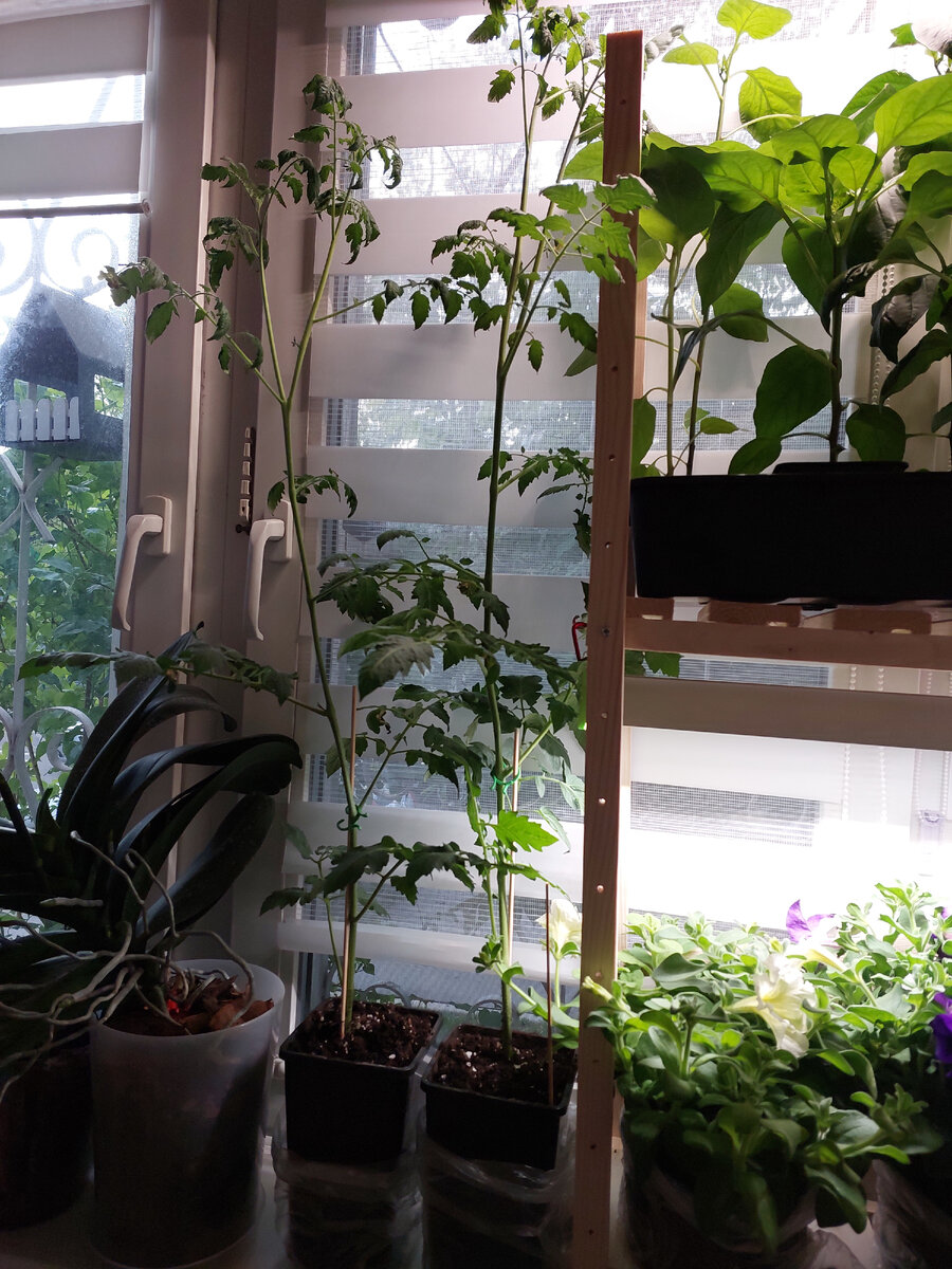 Гигантские черри переехали на подоконник, так как доросли уже до потолка. И на них распустились первые цветы.