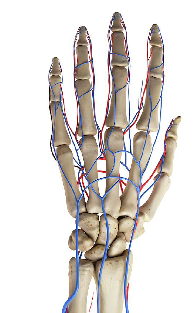 Arcus Palmaris superficialis. Повреждение мелких артерий кистей и стоп