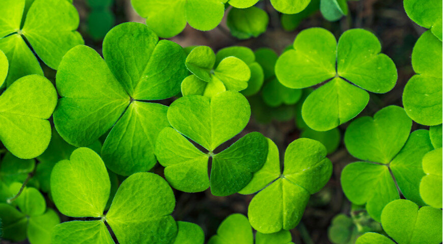 Кислица (заячья капуста)