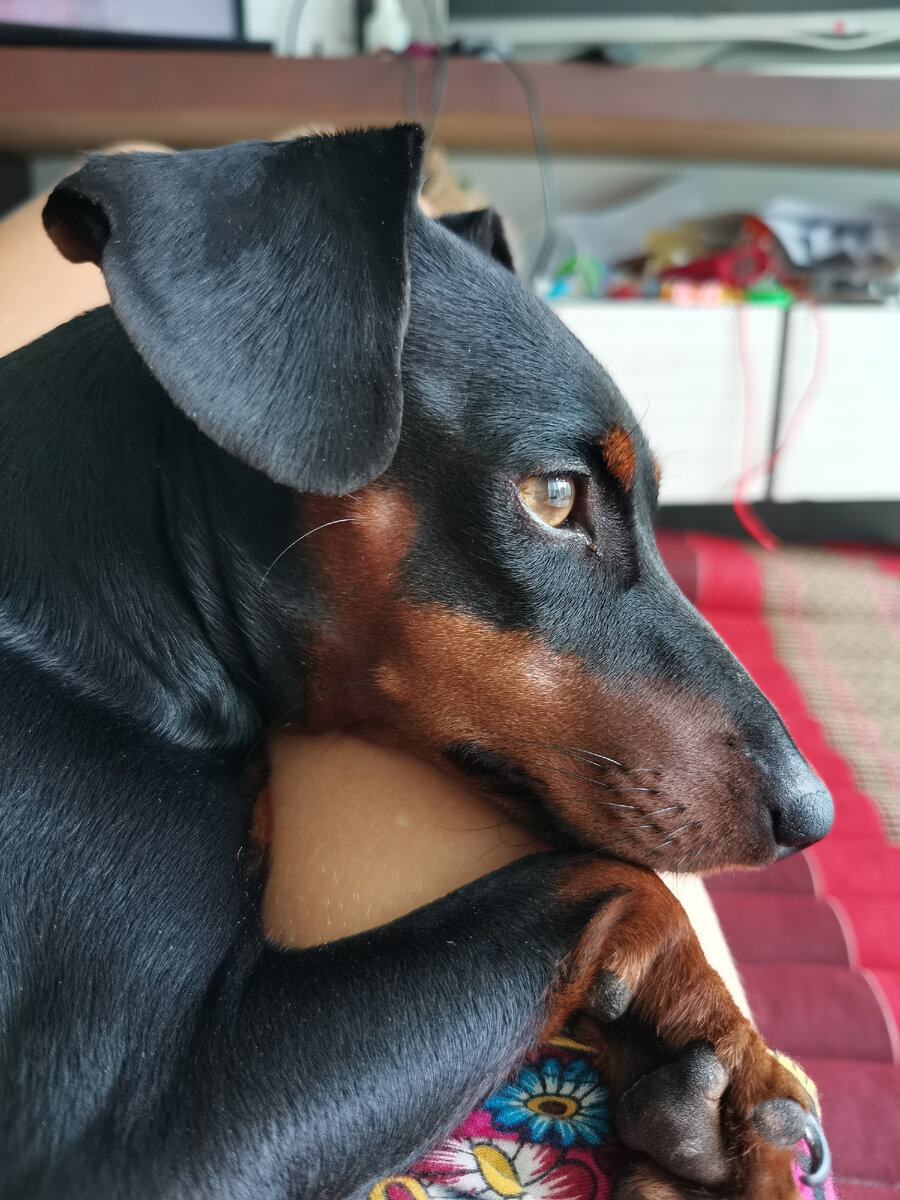 Грустная собачка Бэтти. Фото автора 