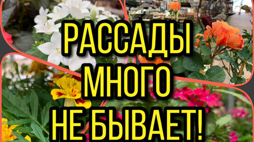 РАССАДЫ МНОГО НЕ БЫВАЕТ! 📍ОБИ 📍Бежим за рассадой цветов! ( маргаритки, бакопа, фуксия, виола,гвоздика…)