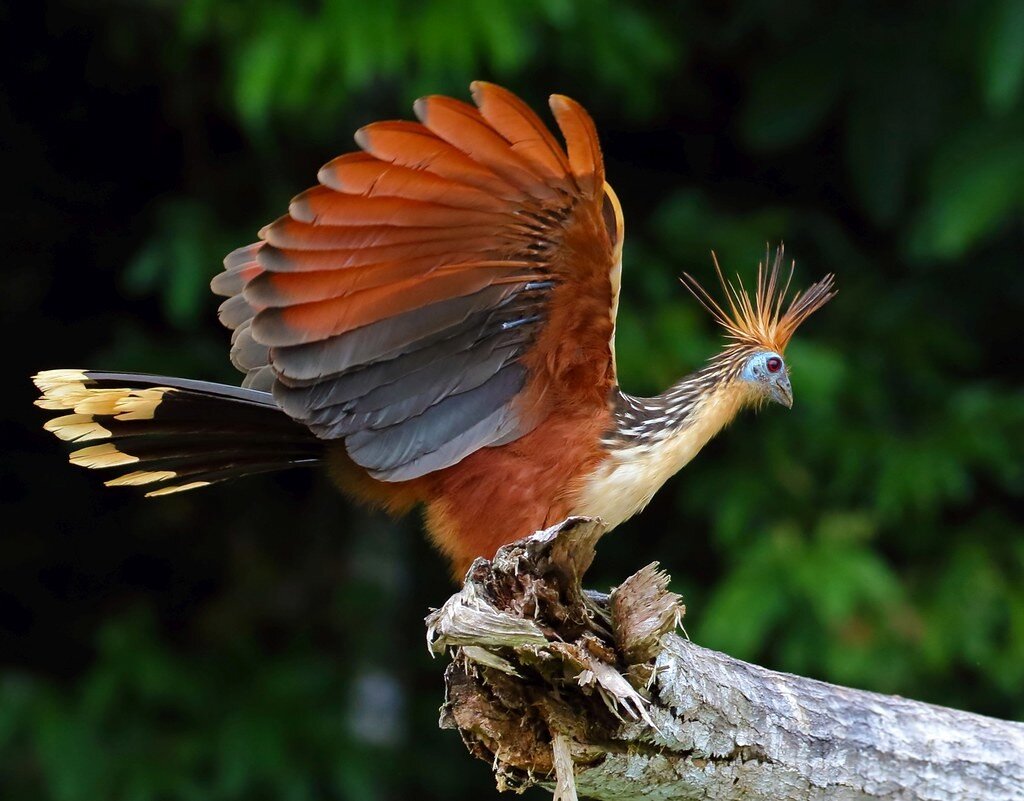 ��������: flickr.com