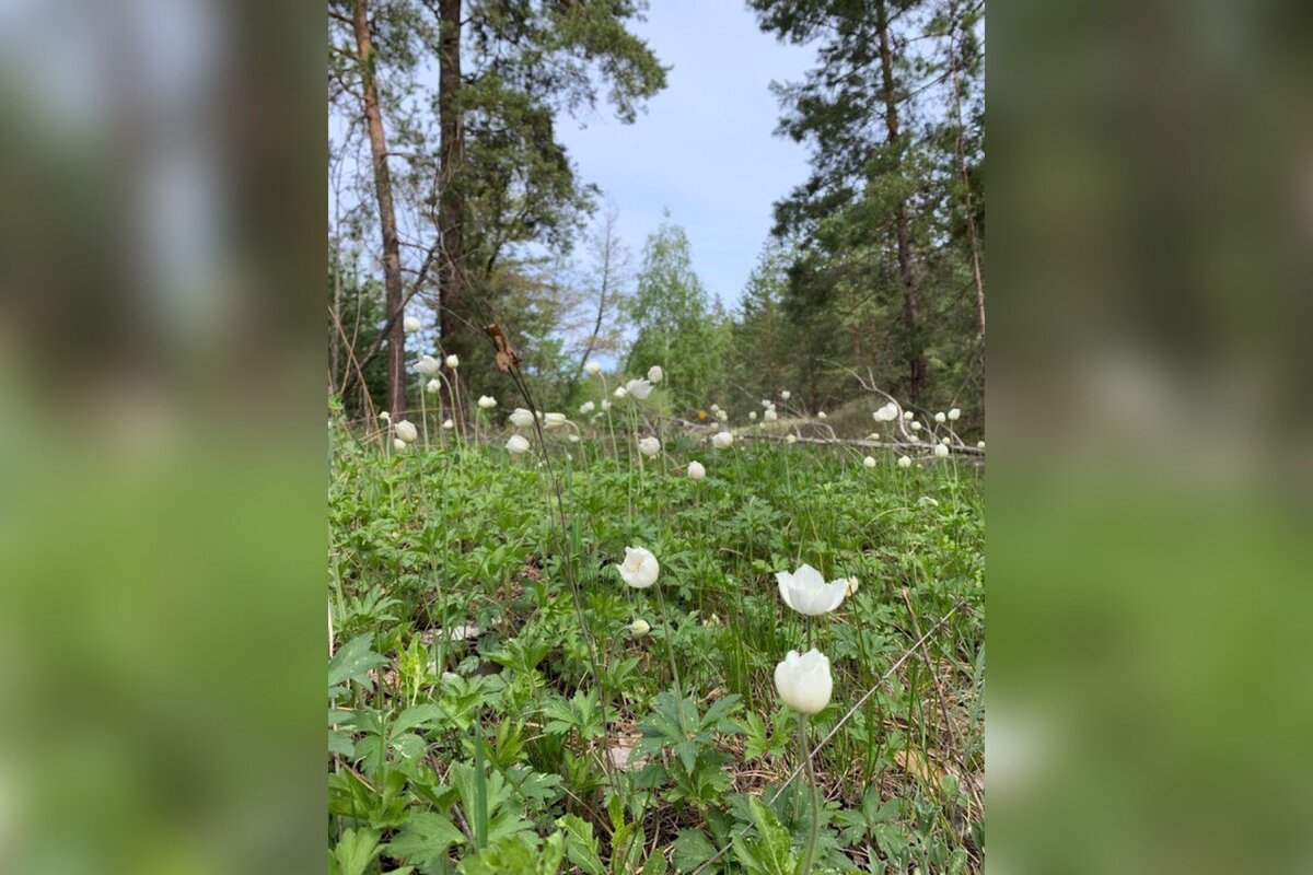    В Бузулукском бору зацвели ветреницы лесные Марина Шарт
