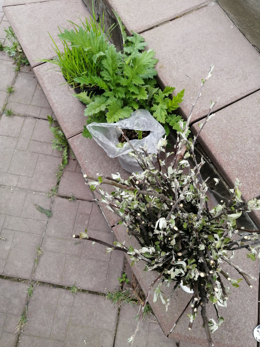 Это не всё, но большая часть из растительного