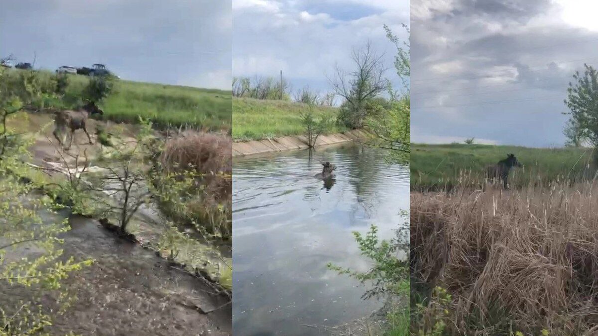 Фото: Комитет природных ресурсов Волгоградской области