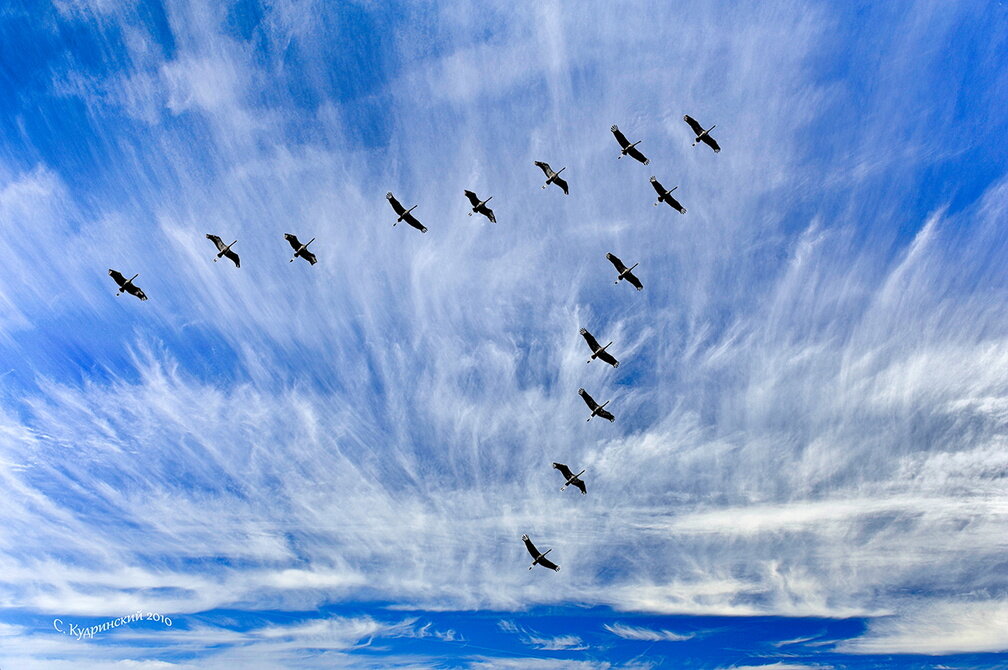 Яндекс картинки