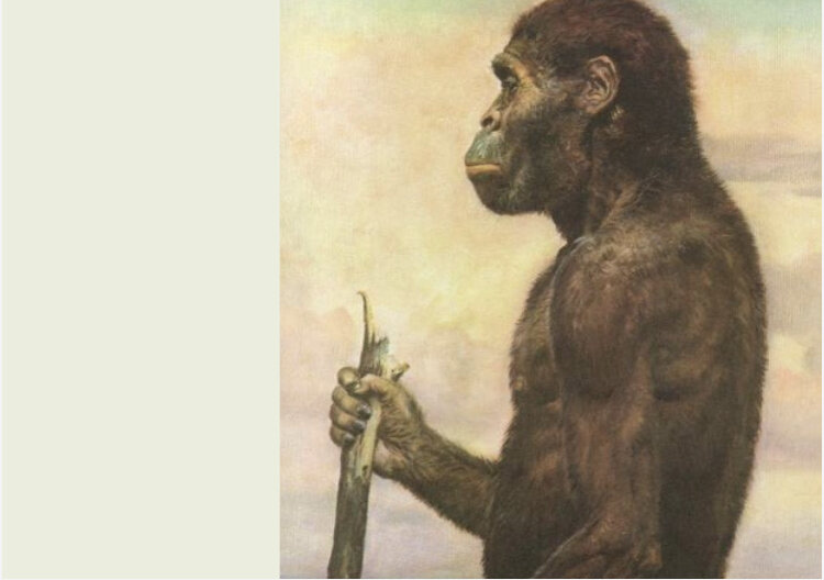 Австралопитек (реконструкция)