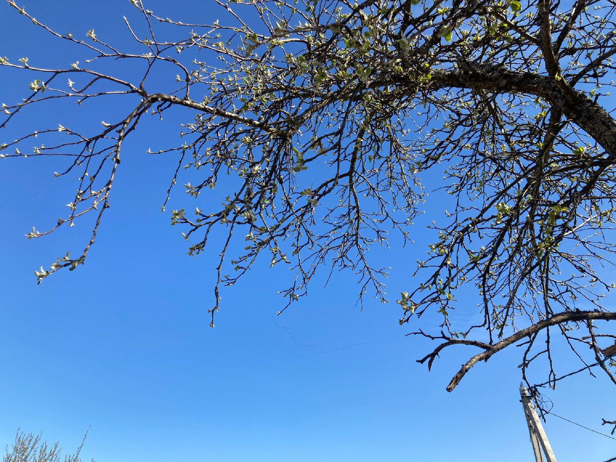 Пью кофе и смотрю, как птицы возвращаются с юга