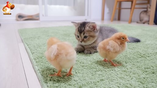 Котенок и цыплята такие милые друзья 😽🐥🐤