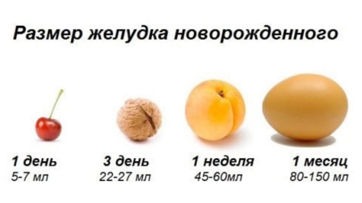 Органы пищеварения у новорожденных. Животики у новорожденных. Емкость желудка у новорожденного. Какой желудок у новорожденного. Емкость желудка у новорожденного.