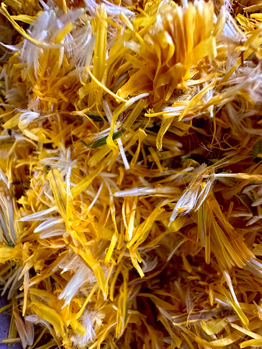 Одуванчики лучше собирать в полдень, когда они полностью раскрылись.