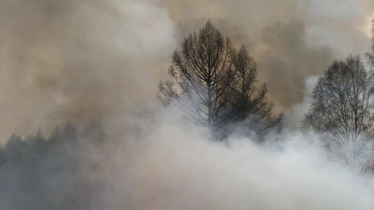     В заказнике «Боградский» загорелся лес, это заметили из космоса. Пожар пытаются потушить уже почти сутки.