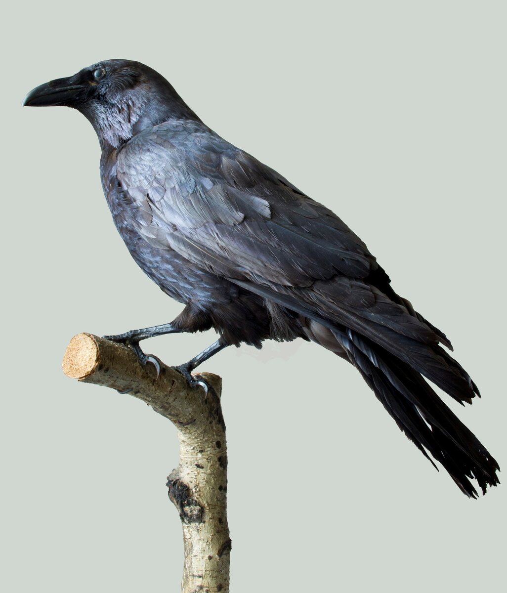 Ворон Corvus corax  1891г Экспонат Зоологического музея и гербария им. Э.А.Эверсмана