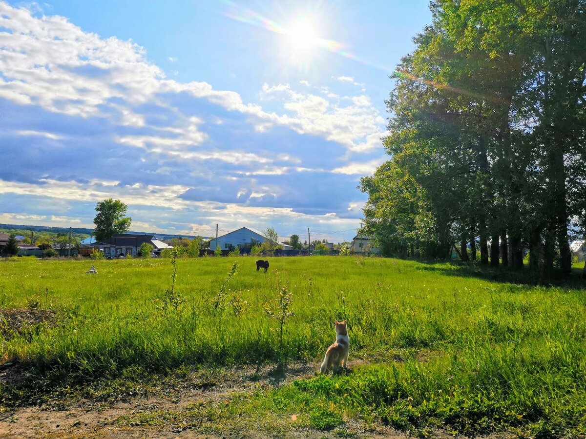 Кот впервые увидел козла, не поймет что за звуки он издает...