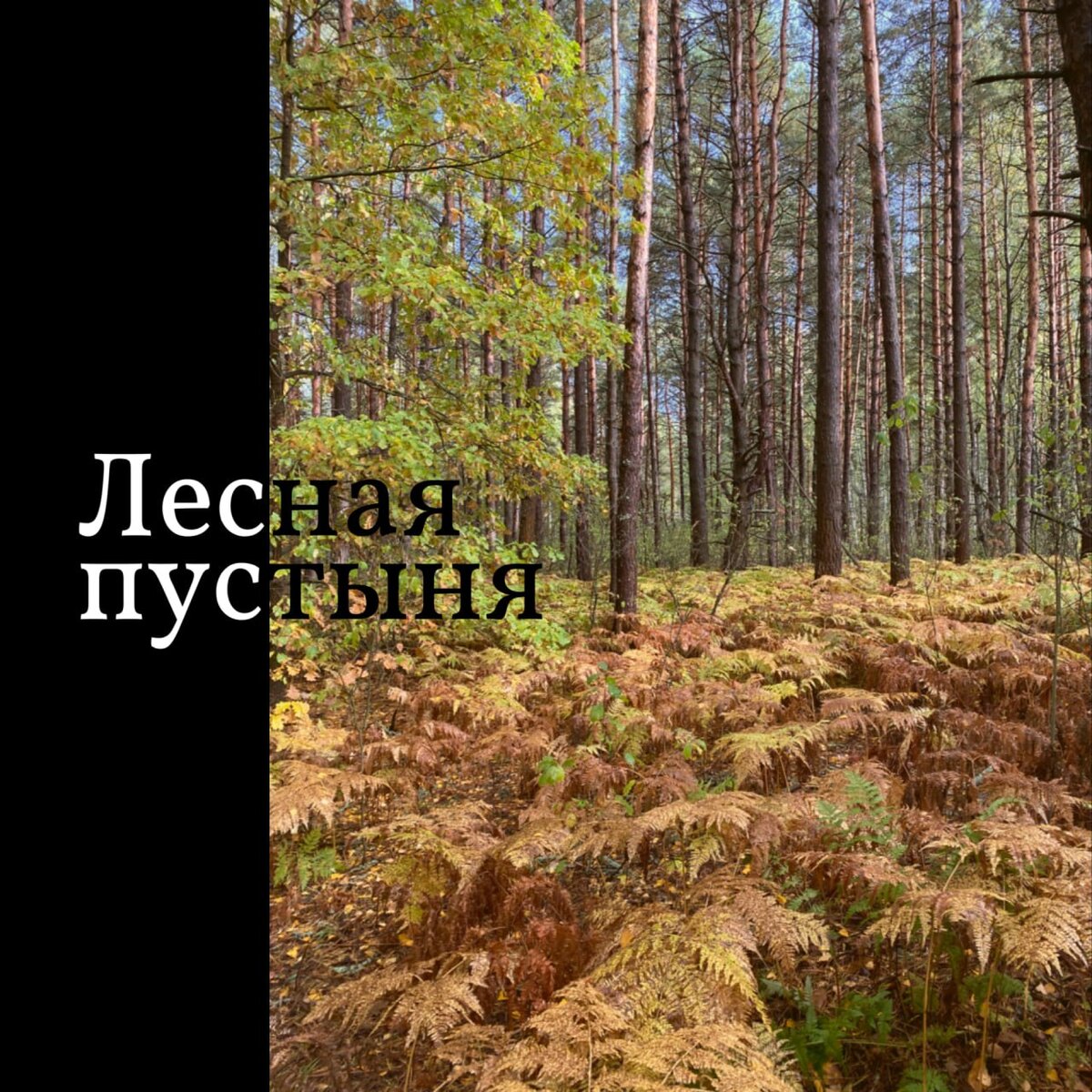  Последние недели копался на грядках в рязанских мещёрских лесах.   На первый взгляд в таком медвежьем углу, кроме установления советской власти, исторических событий быть не могло.