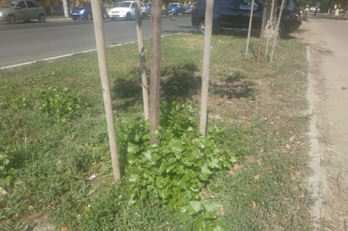    Деревья в центре города не пропалывали и не обрабатывали