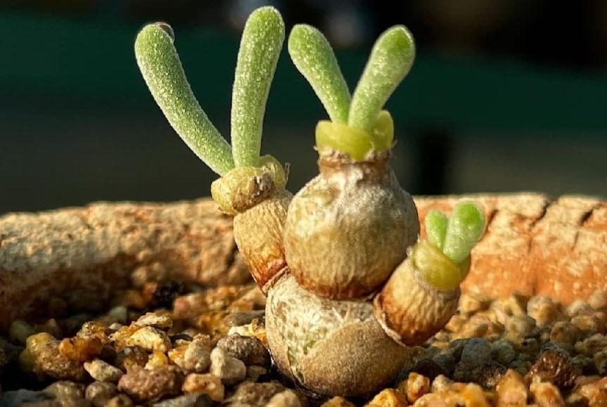 Фото: succulentalley.com