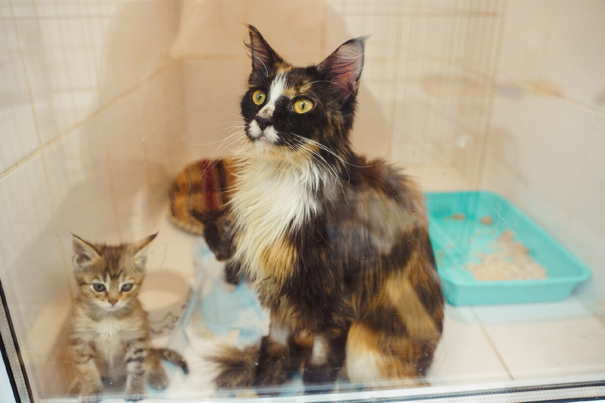 Кото-семья мейн-кунов в приюте "Омские Хвостики"