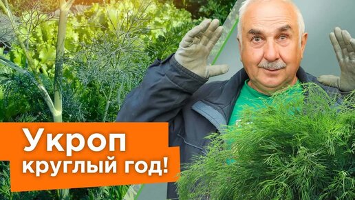 Укроп взойдет щеткой! Вот как посеять укроп, чтобы получить быстрые всходы!