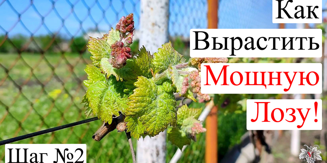 Как вырастить МОЩНУЮ ЛОЗУ Винограда! Второй шаг