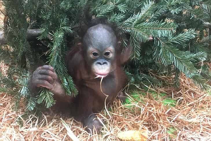    Сейчас Матику пять лет. Фото предоставлено Московским зоопарком