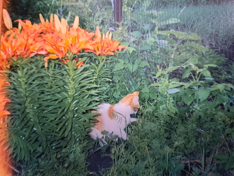 Котик Вася резвится среди цветов