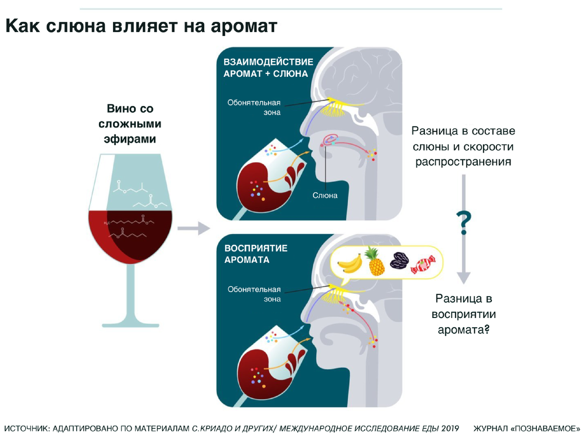 Когда вы потягиваете вино из бокала, ароматические молекулы (сложные эфиры с фруктовым запахом — обозначены как цветные точки), смешиваются со слюной у вас во рту. Это взаимодействие задерживает некоторые молекулы, в то время как другие проходят в гортань (верхняя диаграмма). Оттуда частицы дрейфуют вверх к обонятельной области в носовых проходах, где и воспринимаются как фруктовые ароматы (нижняя диаграмма). Поскольку состав и скорость выделения слюны у разных людей отличаются, это может позволить одному и тому же бокалу вина вызывать у каждого человека индивидуальные вкусовые ощущения. 
