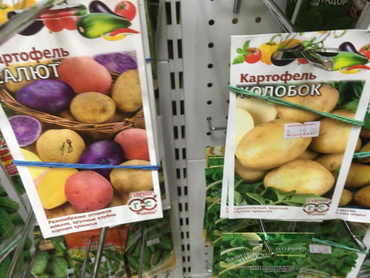 Семена разноцветного картофеля можно купить в магазине.