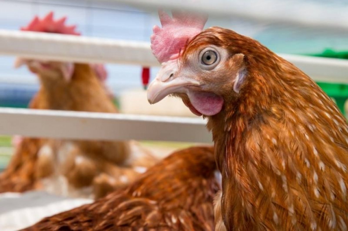    Вакцинация птиц от гриппа не проводится в Псковской области