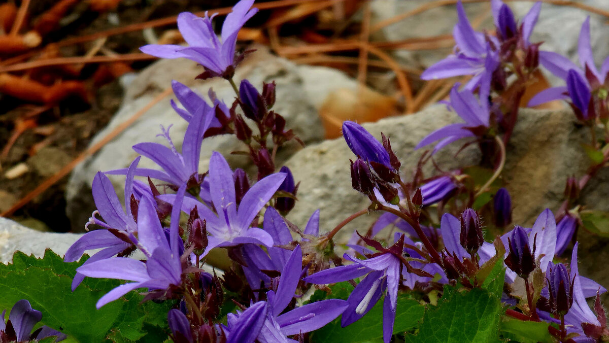Колокольчик Пожарского
