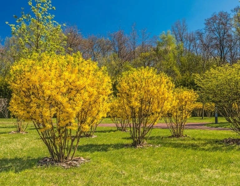 Форзиция кустарник выращивание. Форзиция промежуточная. Форзиция кустарник. Форзиция промежуточная "Голдзаубер" (Goldzauber). Форзиция повислая.