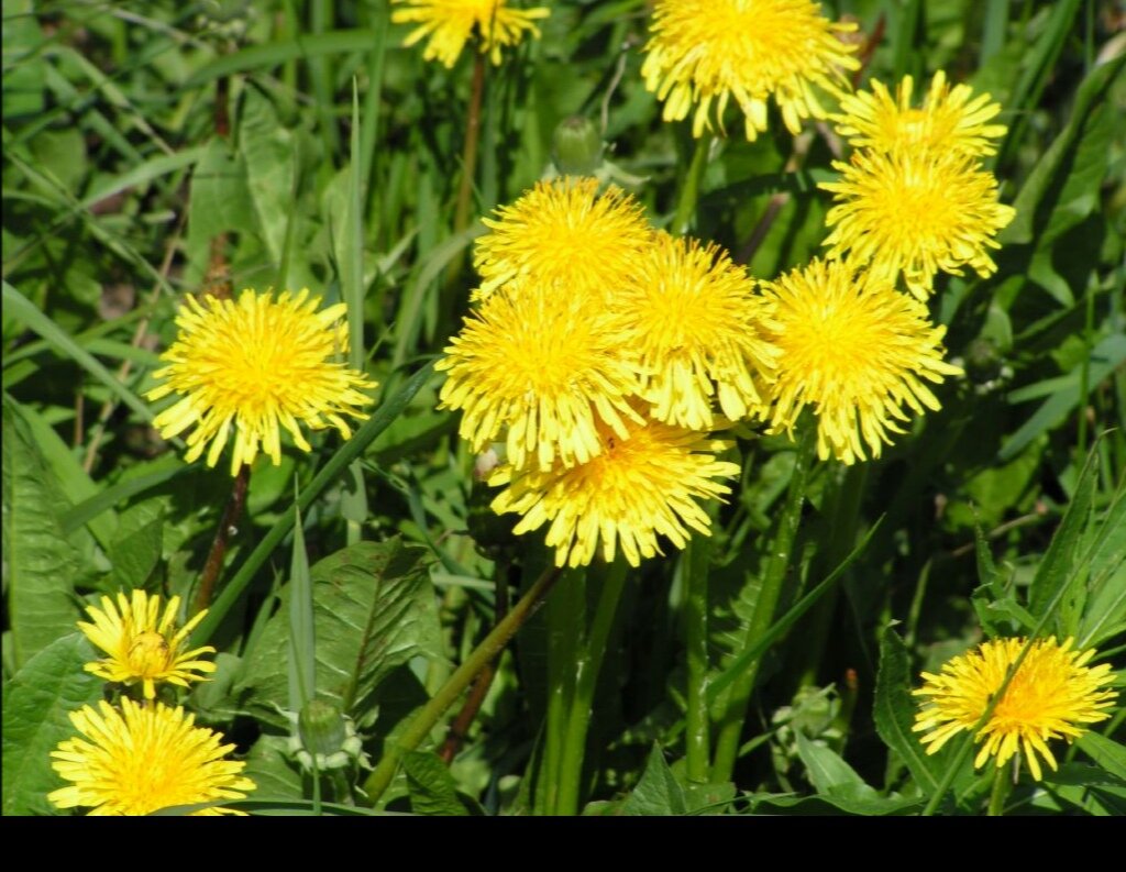 Одуванчик лекарственный. 