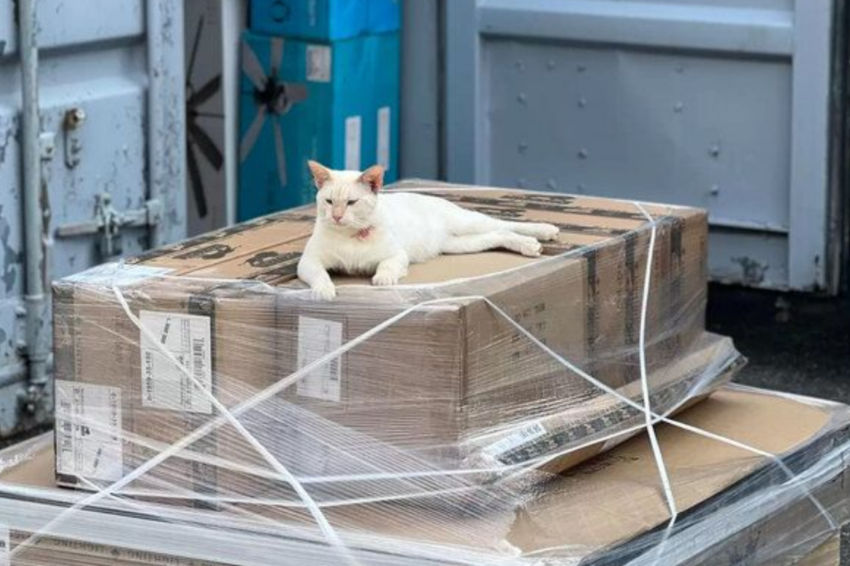 ���� � �� ���������. �������� ����: techinsider.ru