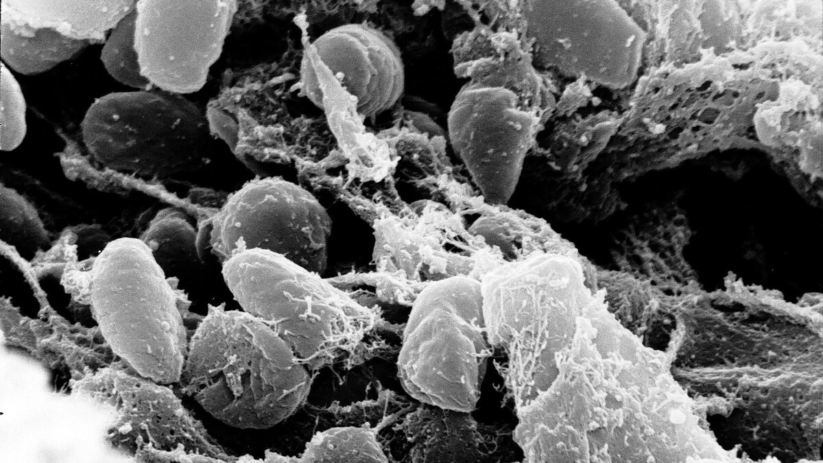    Фото: https://pxhere.com/ru/photo/921522