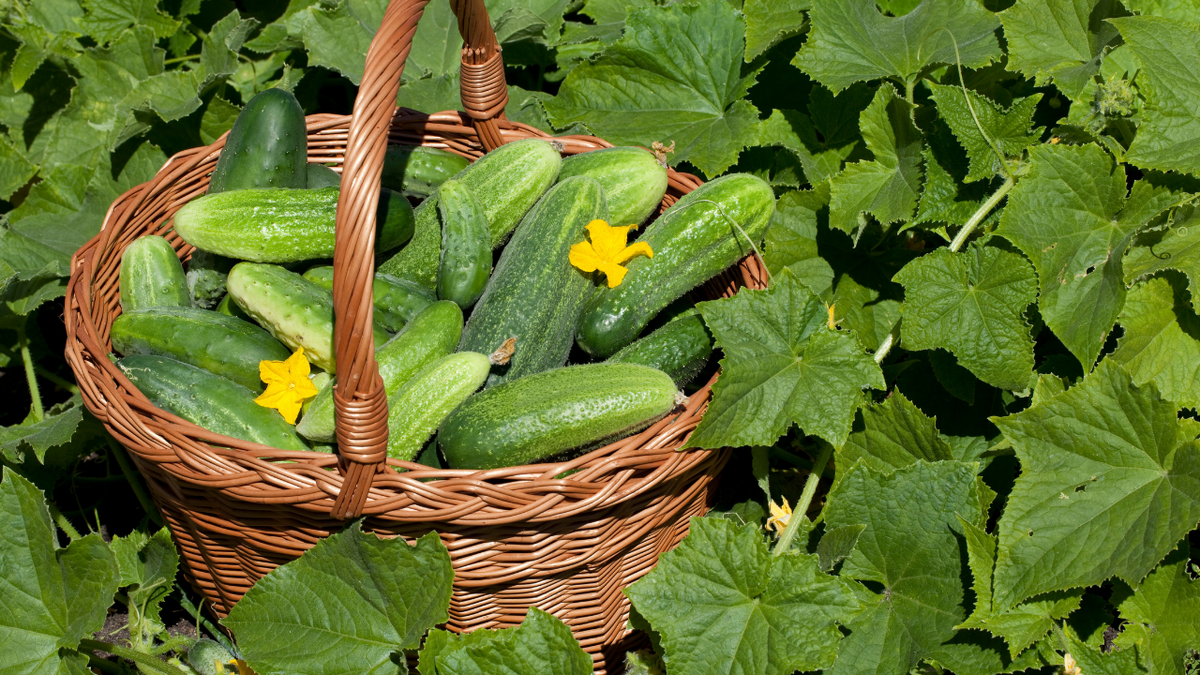 Выращивайте огурцы разные: гладкие и бугорчатые. У них разное назначение, но все они очень вкусные