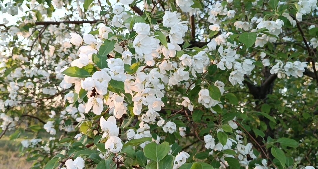 Цветение ранетки