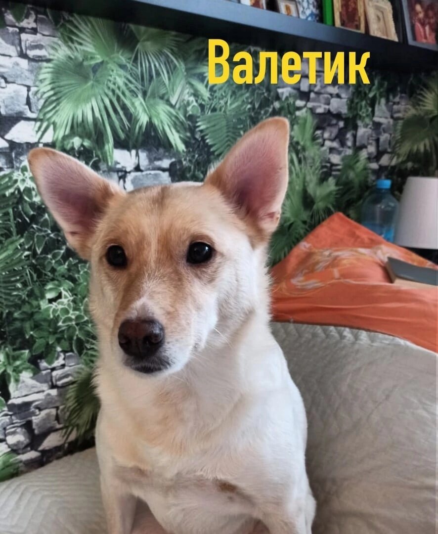 Счастливый Валет