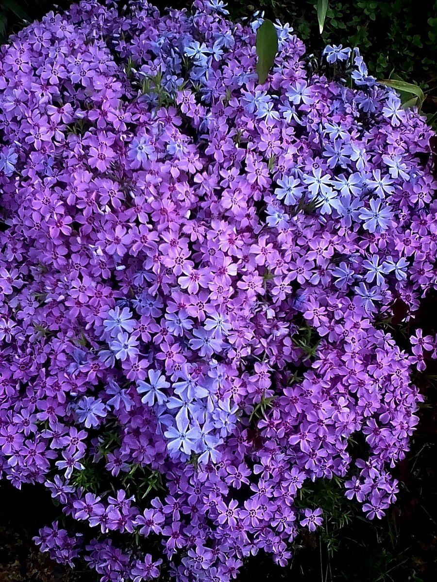 Флокс шиловидный (многолетнее вечнозелёное растение)