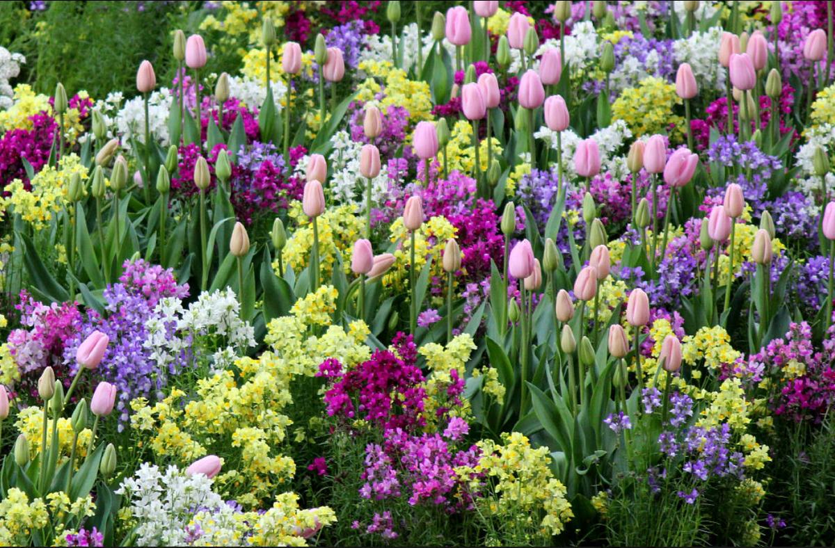 Весенние садовые цветы фото и названия. Тюльпаны крокусы гиацинты. Крокусы примула гиацинт. Луковичные в миксбордере. Тюльпаны в миксбордере.