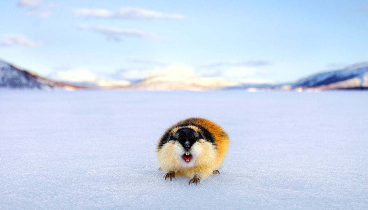 Фото взято из общего доступа в сети интернет