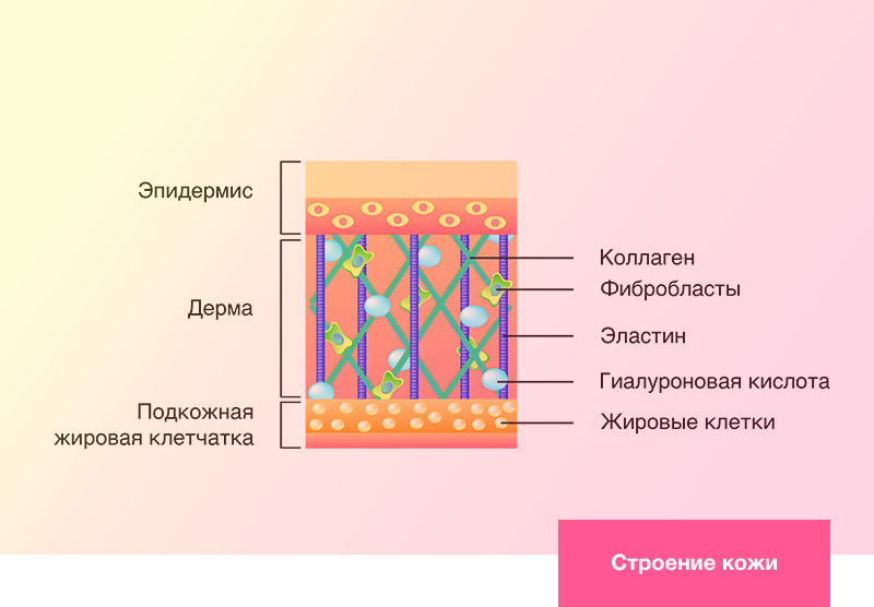 Лишний эстроген разрушает волокна - «коллагена» и «эластина». Нормальный уровень эстрогенов ничего не разрушает. Избыток ароматазы разрушает производное коллагена - «фибробласты». И по этой причине нет структуры, которая удерживала жир на своём месте. Это тот жир, от которого хотят избавиться девушки. Проблема тут связана не с жиром , основная идея связана с гормоном эстрогеном. 
