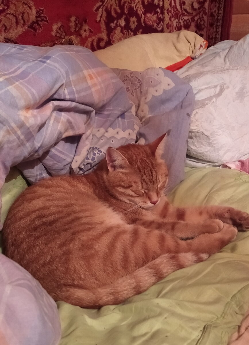 Личное  фото.