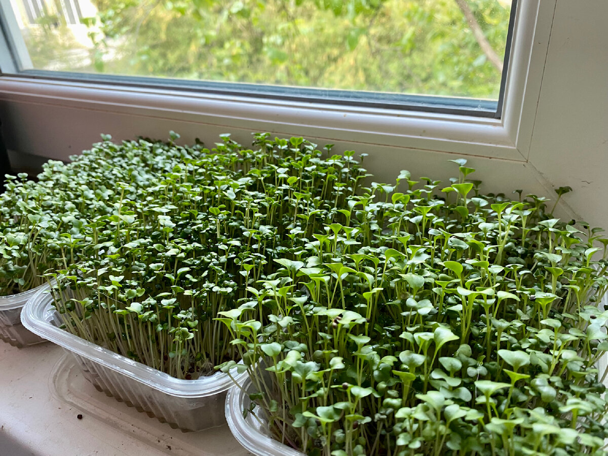 Проростки брокколи готовы, нужно срочно есть, ведь подрастает следующая партия