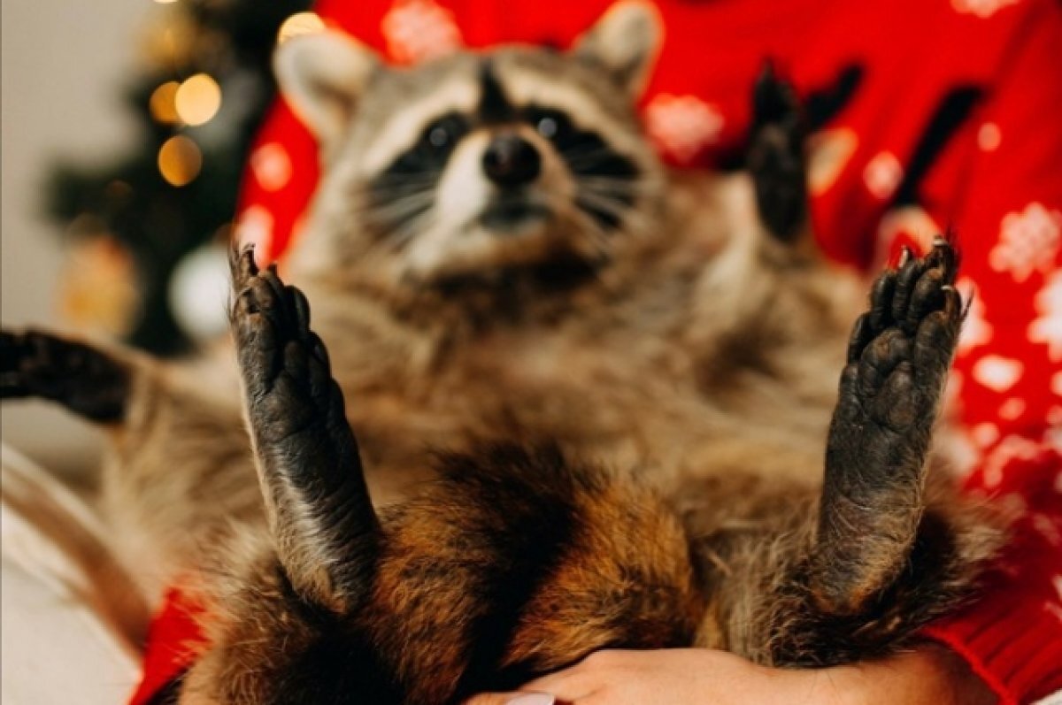    Знаменитый Кемеровский блогер-енот Тёма встретился с фанатами в Москве