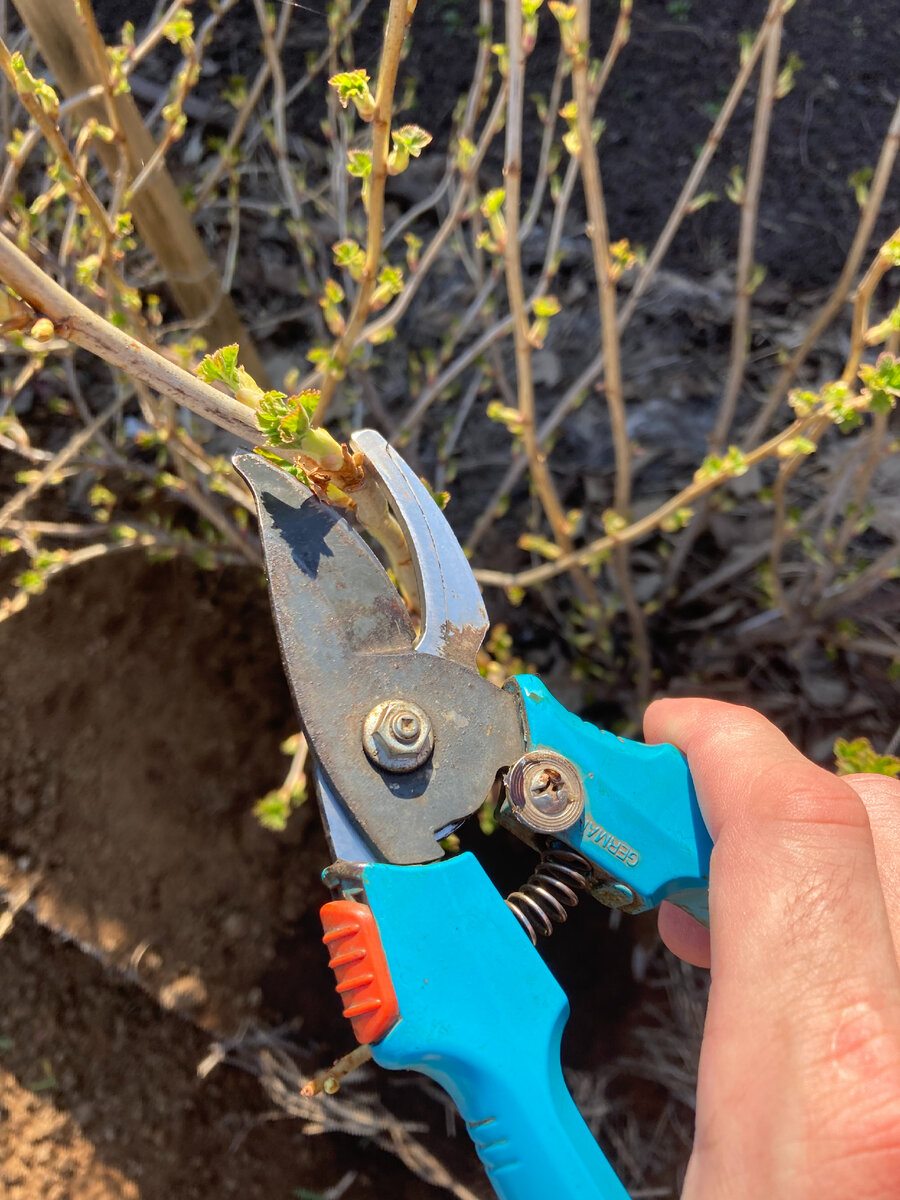 (Все фото автора) Секатор Gardena